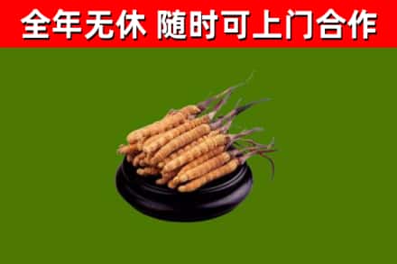 盐源烟酒回收冬虫夏草.jpg
